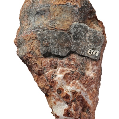 Emys orbicularis