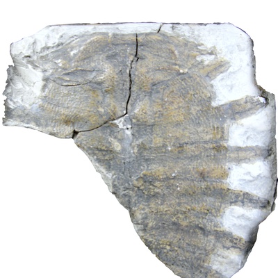 Rafetus bohemicus
