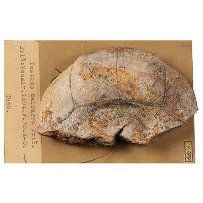 Ptychogaster sp.