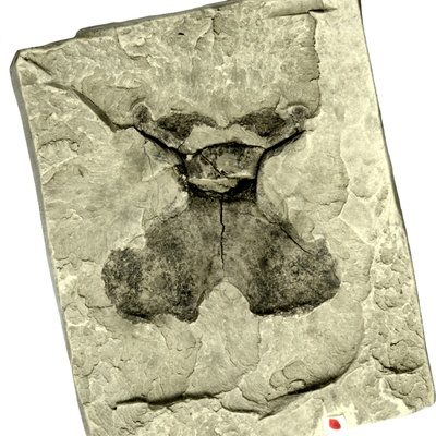 Rafetus bohemicus