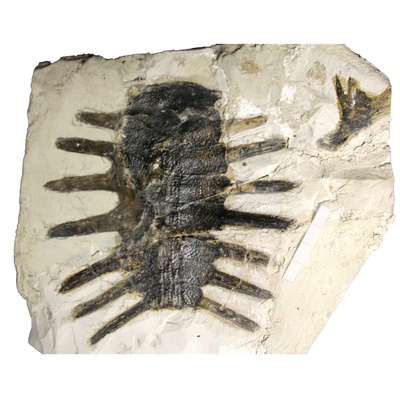 Rafetus bohemicus