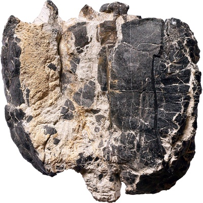 Proterochersis porebensis
