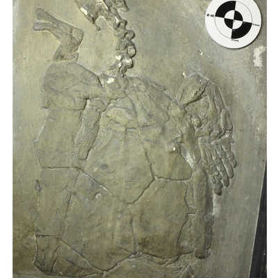 Palaeomedusa testa
